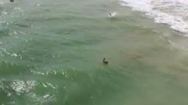 SAN JOSE DEL CABO BCS MEXICO-2023: Bird That Is Swimming In The Water Near The