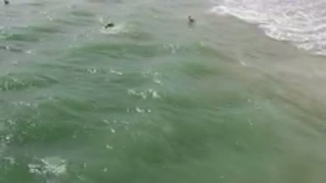 SAN JOSE DEL CABO BCS MEXICO-2023: Several People Are Swimming In The Ocean With