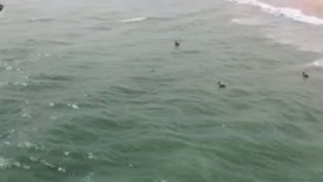 SAN JOSE DEL CABO BCS MEXICO-2023: Surfers Are Swimming In The Ocean Near A