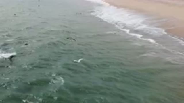 SAN JOSE DEL CABO BCS MEXICO-2023: Many Birds Flying Over The Water Near The