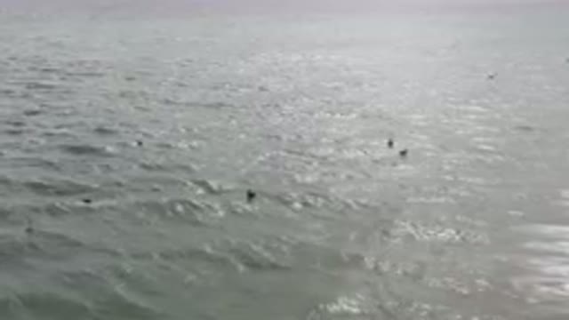 SAN JOSE DEL CABO BCS MEXICO-2023: Many Birds Swimming In The Water Near The Beach