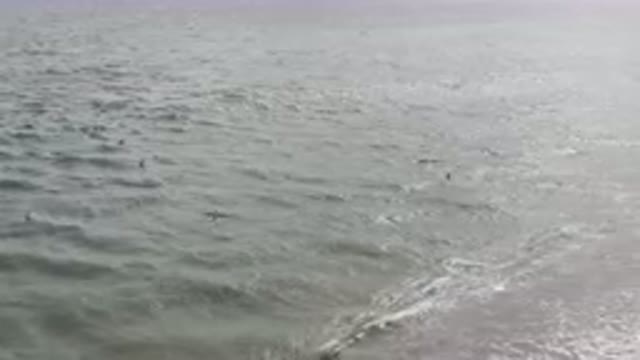 SAN JOSE DEL CABO BCS MEXICO-2023: Many Birds Flying Over the Water on the Beach