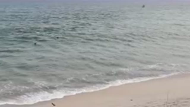 SAN JOSE DEL CABO BCS MEXICO-2023: Man Walking On The Beach With A Surfboard