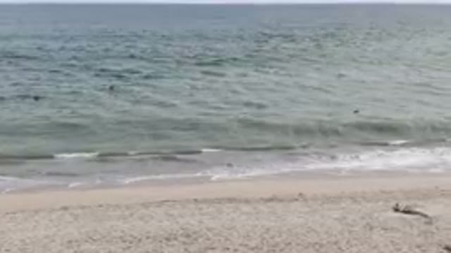 SAN JOSE DEL CABO BCS MEXICO-2023: Person Walking On The Beach With A Surfboard