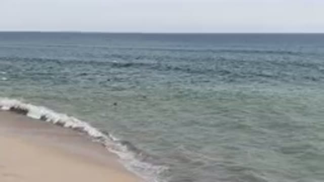 SAN JOSE DEL CABO BCS MEXICO-2023: Birds Flying Over The Water On The Beach