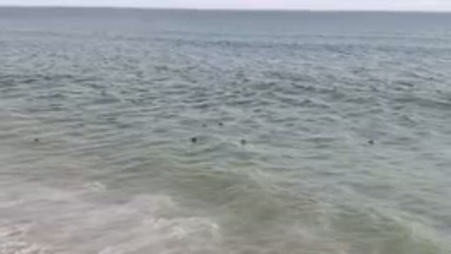 SAN JOSE DEL CABO BCS MEXICO-2023: Many Birds Swimming in the Water