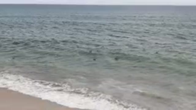 SAN JOSE DEL CABO BCS MEXICO-2023: Many Birds Flying Over The Ocean Water