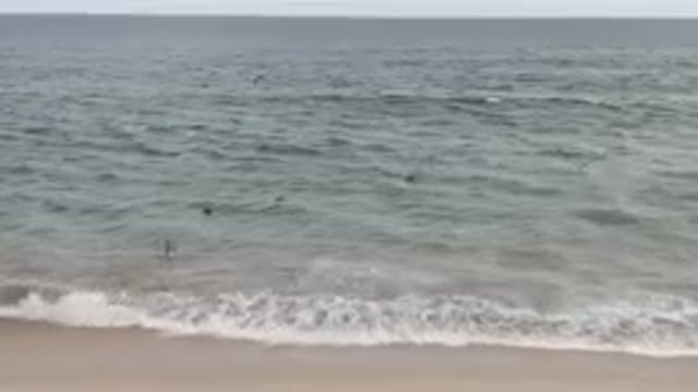 SAN JOSE DEL CABO BCS MEXICO-2023: Many Birds Flying Over The Water At The Beach
