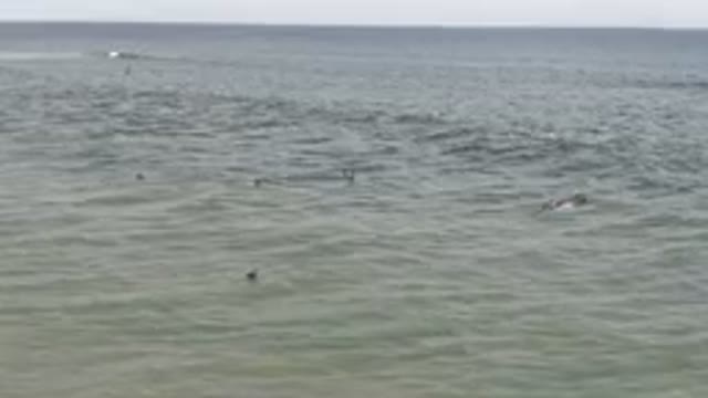 SAN JOSE DEL CABO BCS MEXICO-2023: Surfers In The Ocean With A Small Wave Coming