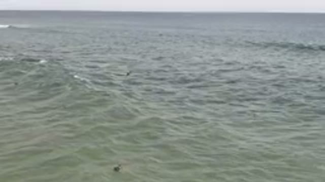 SAN JOSE DEL CABO BCS MEXICO-2023: Many Birds Swimming In The Water