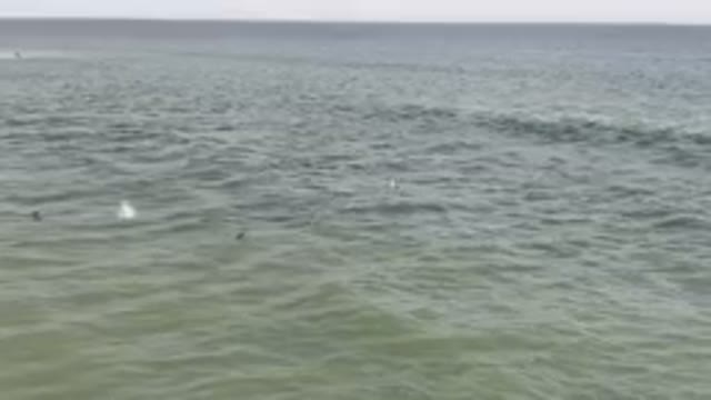 SAN JOSE DEL CABO BCS MEXICO-2023: Two Birds Flying Over The Water Near The