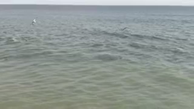 SAN JOSE DEL CABO BCS MEXICO-2023: Surfers Are Swimming In The Ocean With Their