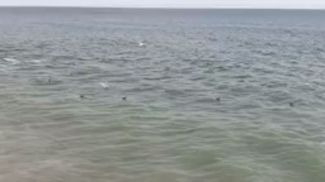 SAN JOSE DEL CABO BCS MEXICO-2023: Many Birds Swimming In The Ocean Near The Shore