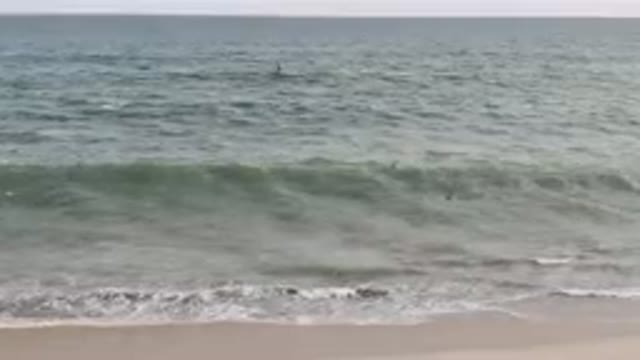 SAN JOSE DEL CABO BCS MEXICO-2023: Surfers Are In The Ocean Near The Shore Of A