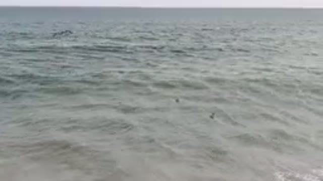 SAN JOSE DEL CABO BCS MEXICO-2023: Surfers Riding Waves in the Ocean