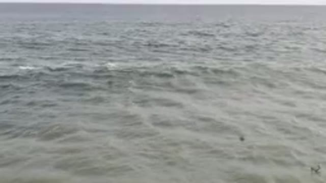SAN JOSE DEL CABO BCS MEXICO-2023: Two Birds Swimming in the Ocean