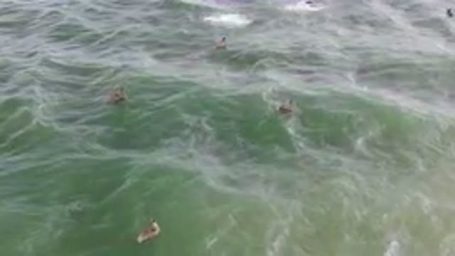 SAN JOSE DEL CABO BCS MEXICO-2023: Several Ducks Swimming In The Ocean Near A