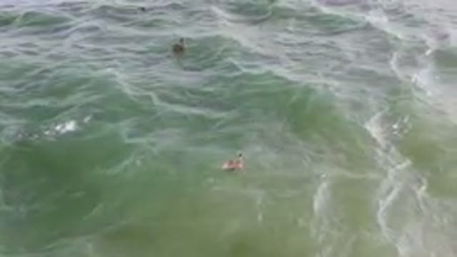 SAN JOSE DEL CABO BCS MEXICO-2023: Two People In The Water With Surfboards In