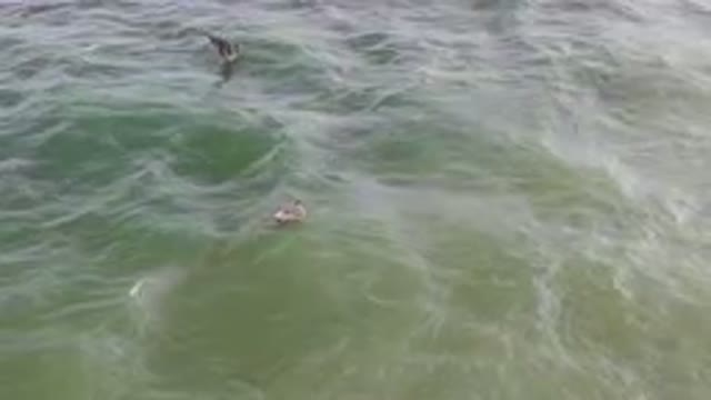 SAN JOSE DEL CABO BCS MEXICO-2023: Two People In The Water With Surfboards In
