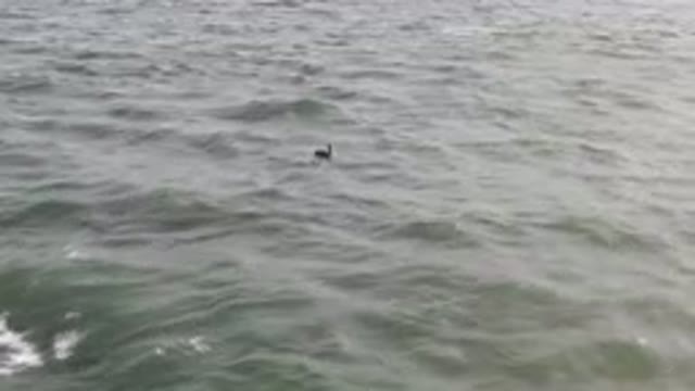 SAN JOSE DEL CABO BCS MEXICO-2023: Duck Swimming In The Water With A Paddle