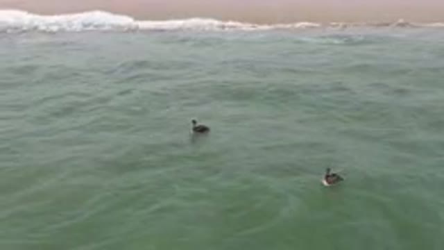 SAN JOSE DEL CABO BCS MEXICO-2023: Two Ducks Swimming In The Ocean Near The
