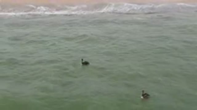 SAN JOSE DEL CABO BCS MEXICO-2023: Two People In The Water With Surfboards In