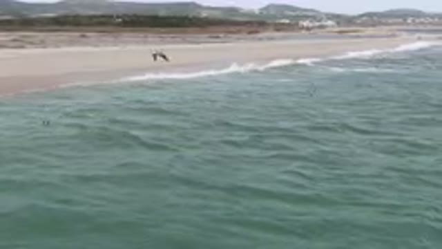 SAN JOSE DEL CABO BCS MEXICO-2023: Two Birds Flying Over The Water Near The