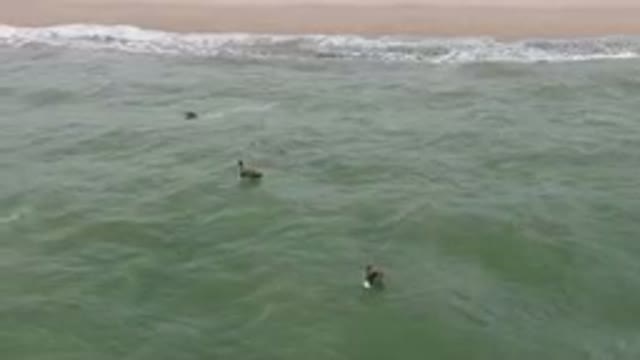 SAN JOSE DEL CABO BCS MEXICO-2023: Surfers Are In The Water With Their Surfboards