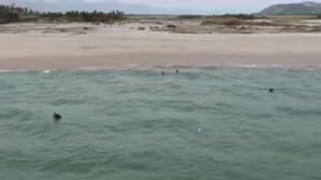 SAN JOSE DEL CABO BCS MEXICO-2023: Surfers In The Ocean With Their Surfboards In