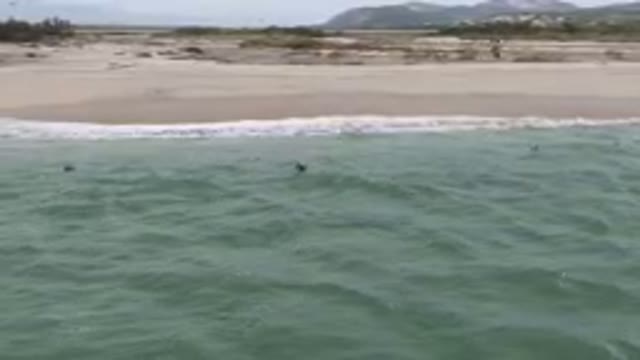 SAN JOSE DEL CABO BCS MEXICO-2023: Surfers Are Swimming In The Ocean Near A