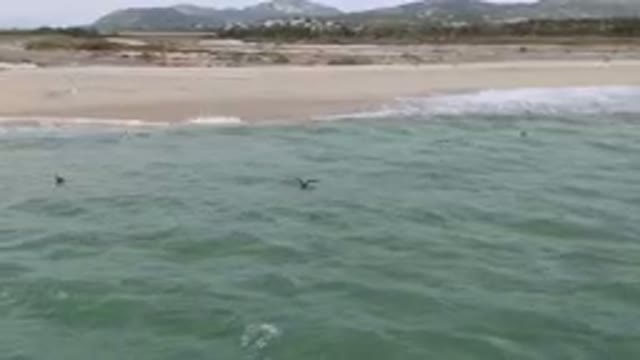 SAN JOSE DEL CABO BCS MEXICO-2023: Many Birds Flying Over The Water Near The