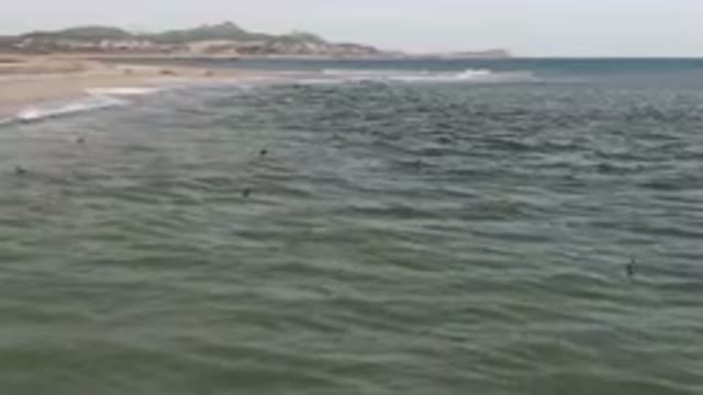 SAN JOSE DEL CABO BCS MEXICO-2023: Many Birds Flying Over The Water At The Beach