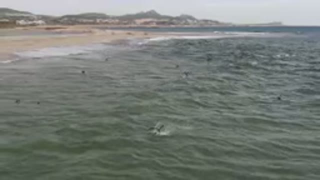 SAN JOSE DEL CABO BCS MEXICO-2023: Bird That Is Flying Over The Water