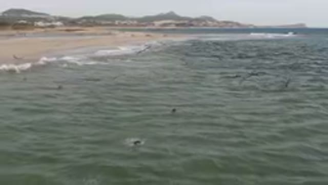 SAN JOSE DEL CABO BCS MEXICO-2023: Surfers Are Swimming In The Ocean Near A Sandy Beach