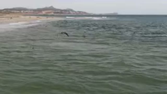 SAN JOSE DEL CABO BCS MEXICO-2023: Many Birds Flying Over The Water At The Beach