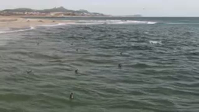 SAN JOSE DEL CABO BCS MEXICO-2023: Surfers Are Swimming In The Ocean Near A