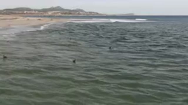 SAN JOSE DEL CABO BCS MEXICO-2023: Many Birds Flying Over The Water At The Beach