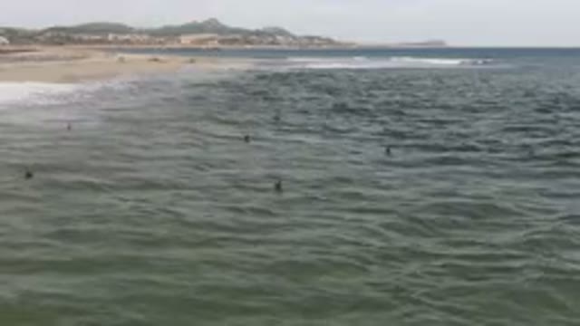 SAN JOSE DEL CABO BCS MEXICO-2023: Surfers Swimming In The Ocean Near A