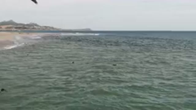 SAN JOSE DEL CABO BCS MEXICO-2023: Flock Of Birds Flying Over The Ocean Near A