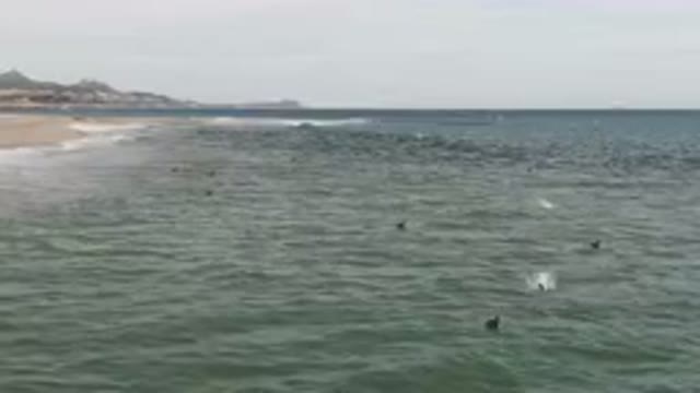 SAN JOSE DEL CABO BCS MEXICO-2023: Many Birds Flying Over The Water At The Beach