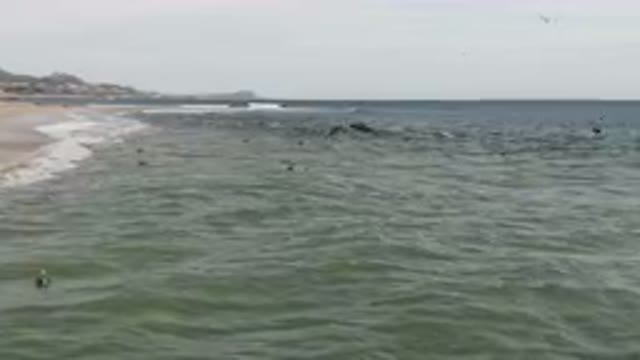 SAN JOSE DEL CABO BCS MEXICO-2023: Flock Of Birds Flying Over The Ocean Near A