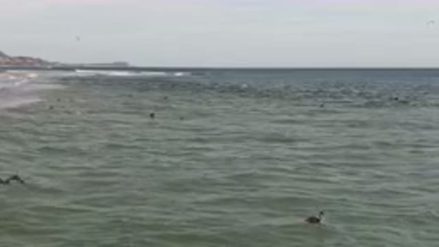 SAN JOSE DEL CABO BCS MEXICO-2023: Surfers Are Swimming In The Ocean Near A Beach