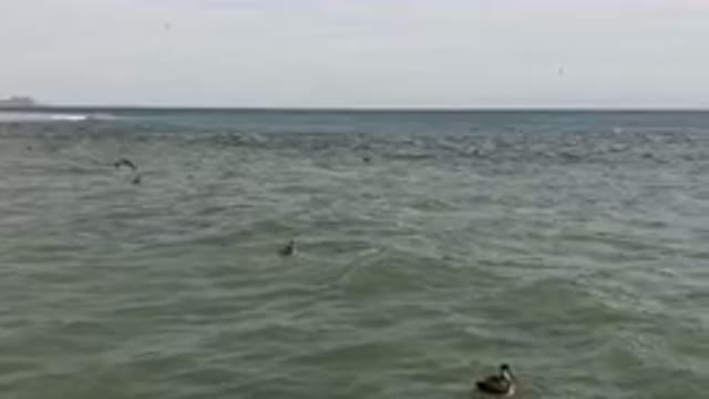 SAN JOSE DEL CABO BCS MEXICO-2023: Many Birds Swimming In The Ocean Together