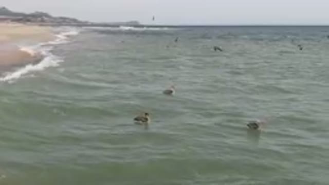 SAN JOSE DEL CABO BCS MEXICO-2023: Many Birds Swimming In The Water Near The