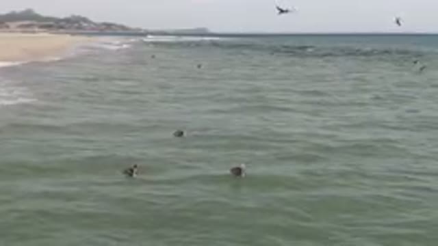 SAN JOSE DEL CABO BCS MEXICO-2023: Many Birds Flying Over The Water At The Beach