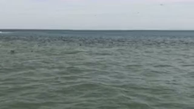 SAN JOSE DEL CABO BCS MEXICO-2023: Many Birds Flying Over The Water On A Cloudy
