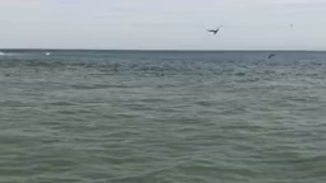 SAN JOSE DEL CABO BCS MEXICO-2023: Many Ducks Swimming In The Water Near A Boat