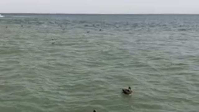 SAN JOSE DEL CABO BCS MEXICO-2023: Several Ducks Swimming In The Water Near A