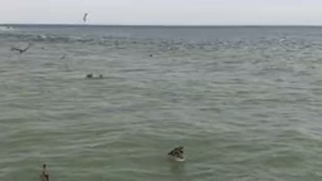 SAN JOSE DEL CABO BCS MEXICO-2023: Many Birds Swimming in the Ocean Water
