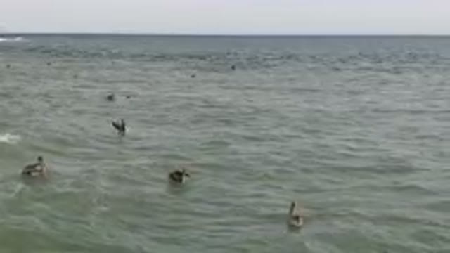 SAN JOSE DEL CABO BCS MEXICO-2023: Many People Swimming In The Ocean With A Dog